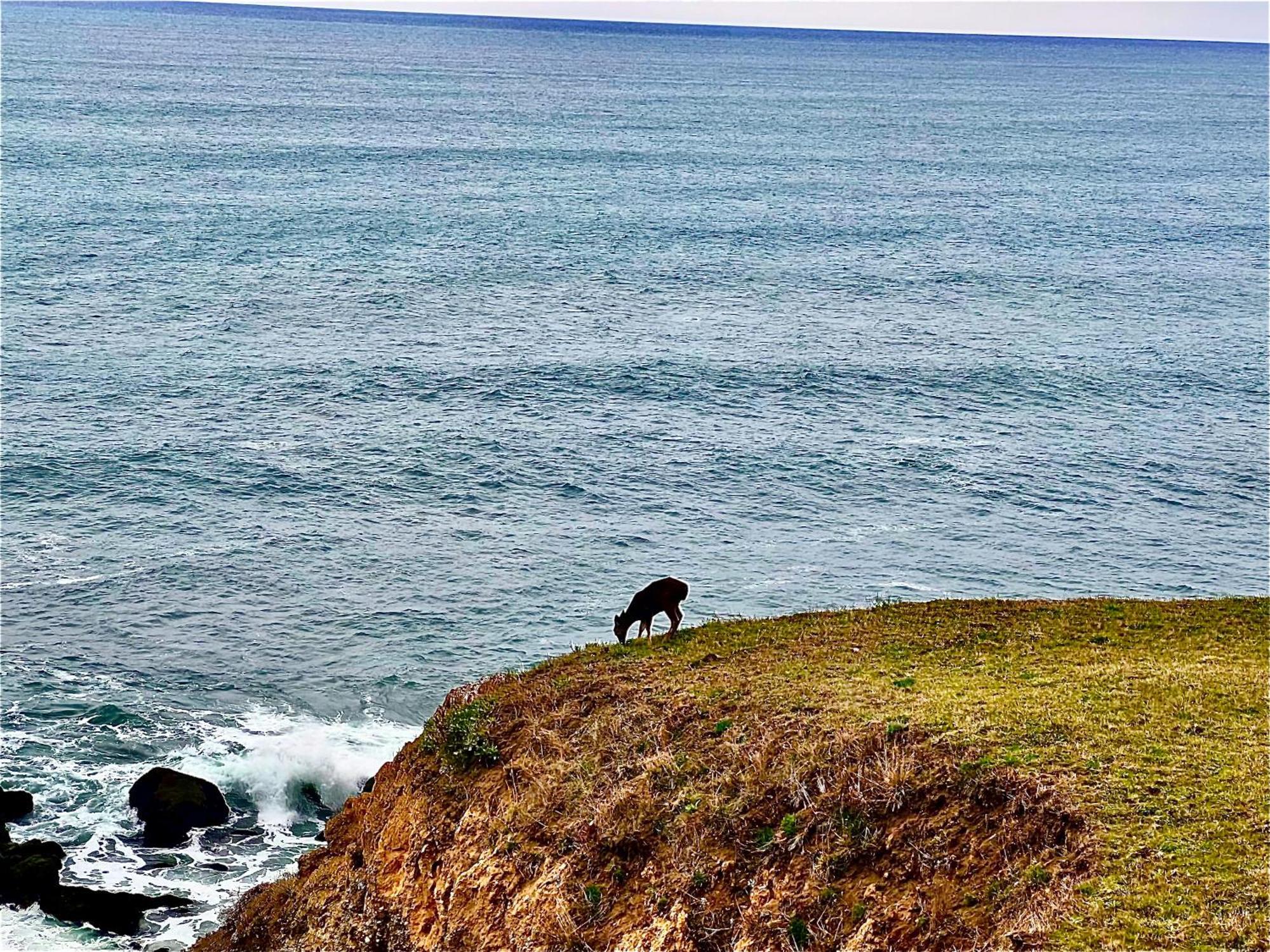 Inn Of The Lost Coast Shelter Cove Εξωτερικό φωτογραφία